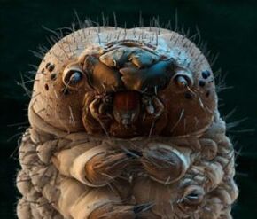 Parasiten